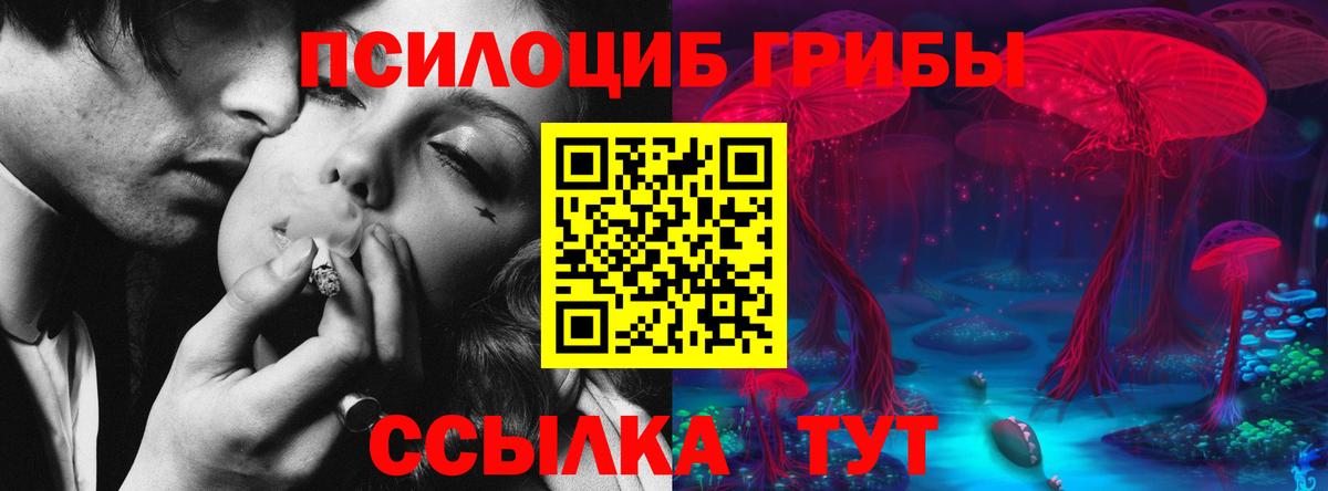 Псилоцибиновые грибы Cubensis Каменка